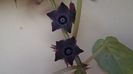 Familia plantelor caudiciforme, pachycaule si bulboase