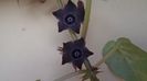 Familia plantelor caudiciforme, pachycaule si bulboase