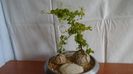 Dioscorea elephantipes