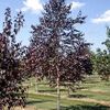 betula_purpurea