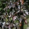 mesteacan-betula-pendula-purpurea