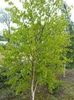 Betula-pendula-Schneverdinger-Goldbirke