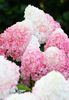 hydrangea paniculata living-pink-and-rose