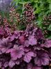Heuchera-Wild-Rose