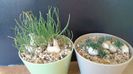 Albuca polyphylla Augrabies Hills & Ornithogalum sardienii