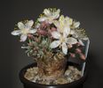 Avonia quinaria ssp. alstonii