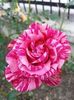 13- pink intuition