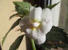 RF's Pina Colada