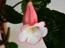 Sinningia Luci s Pink Coral
