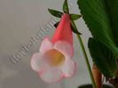 Sinningia Luci s Pink Coral