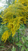 solidago canadensis