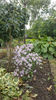 aster tataricus