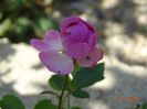 seedling