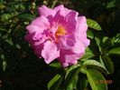 Marguerite Hilling