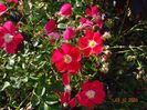 Candia Meillandecor