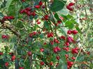 rosa canina