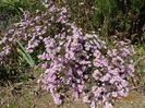 aster ericoides Esther