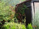 parthenocissus Red Wall