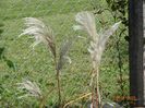 miscanthus sinensis Memory
