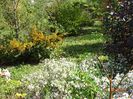 pyracantha Soleil d'Or