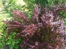 berberis Orange Rocket