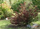 viburnum tomentosum