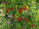 malus Red Sentinel