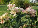 hydrangea pan. Chamaeleon