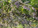 aster Lady in Black