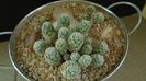 Grup de 3 Mammillaria vetula ssp. gracilis