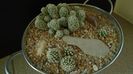 Grup de 2 Mammillaria vetula ssp. gracilis