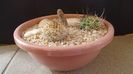 Grup de 3 cactusi