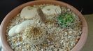 Grup de 3 cactusi