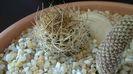 Pyrrhocactus eriosyzioides (Eriosyce kunzei)