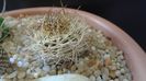 Pyrrhocactus eriosyzioides (Eriosyce kunzei)