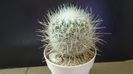 Thelocactus macdowellii