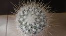 Thelocactus macdowellii
