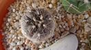 Gymnocalycium nataliae