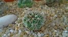 Gymnocalycium capillense v. sigelianum