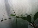 Hoya gracilis_memoria