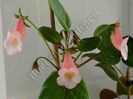 Sinningia Luci s Pink Coral
