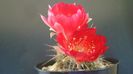 Lobivia aculeata (Echinopsis pentlandii)