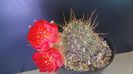 Lobivia aculeata (Echinopsis pentlandii)