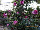 violet parfume