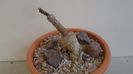 Pterocactus tuberosus