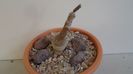 Pterocactus tuberosus