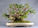 Plectranthus ernstii