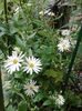 Aster ageratoides Ashvi