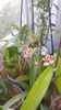 oncidium "rosy sunset"