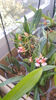 oncidium "rosy sunset"